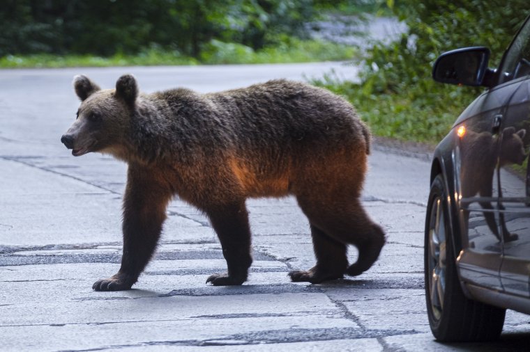 Medve Csíkszeredában – figyelmeztet a Ro-Alert