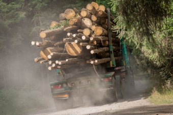 Enyhén visszaesett tavaly a Romániában kitermelt fa mennyisége
