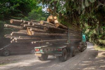 „Erdőprivatizációtól” tartanak a tüntető erdészek, a zöldtárca új műholdas erdőfigyelő-rendszert indít