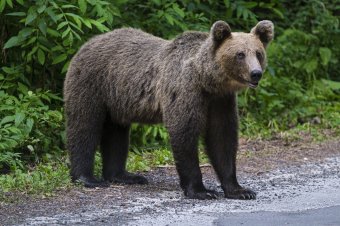 Csendőr a Gyilkostón medvét látó turistáknak: kaját hátrahagyni, visszafordulni!