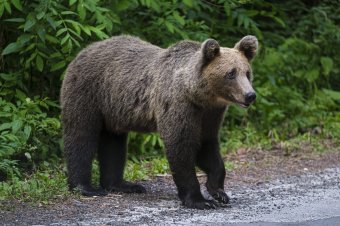 Medve támadt egy férfira Szováta közelében