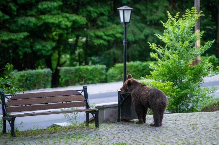 Tizenötezer eurójába „fájhat” a román államnak egy emberre támadó medve