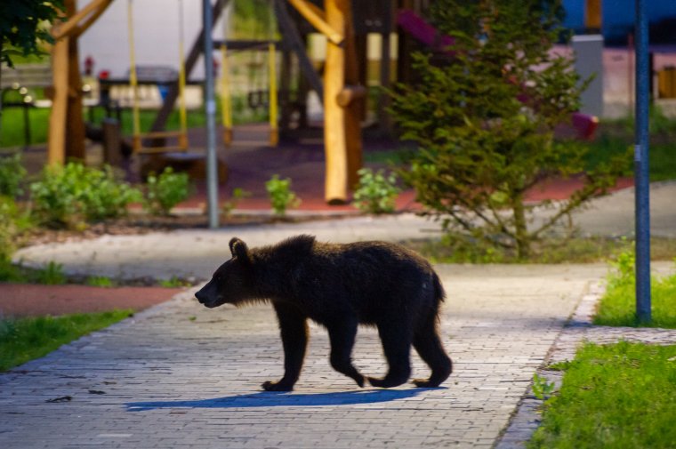 Videón, ahogy Szentegyházán a házak között szalad egy medve