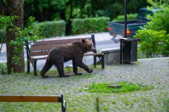 Hatalmas a konfrontáció a medvehelyzet miatt