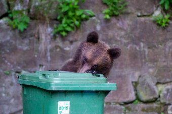 A fajnak is kell a beavatkozás – A Milvus szakembere hiányolja a medveállományról szóló információkat