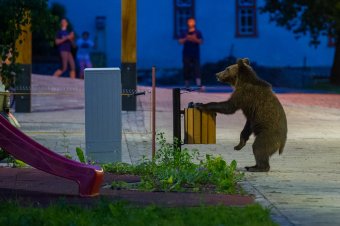 Életet a medvéknek projekt: Tánczos szerint tudományos kutatások előzik meg a nagyvadállomány kezelését