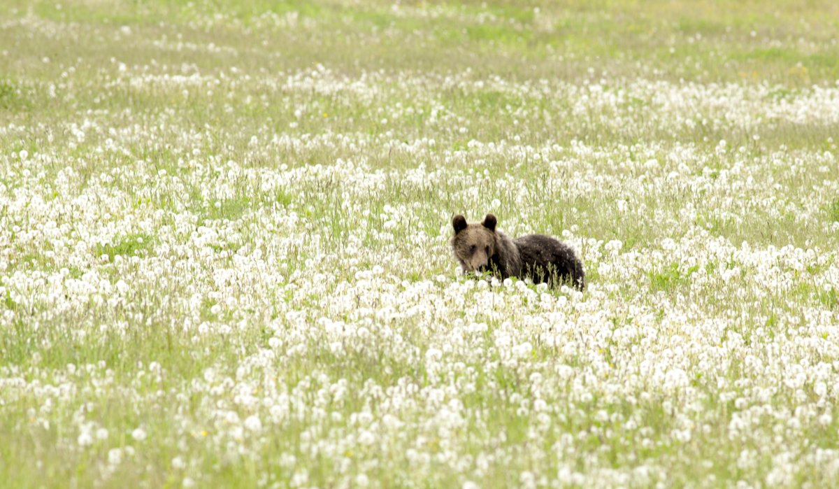 Egyre gyakrabban látnak medvét Szeben megyében