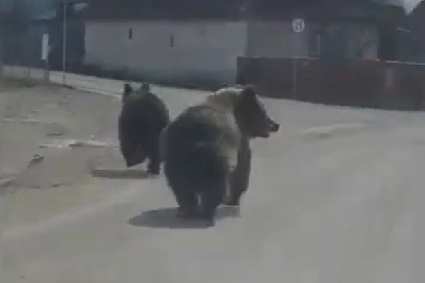 Medvék rohangáltak Csíkkozmáson