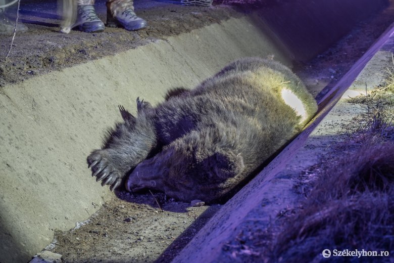 Egyetlen éjszaka három medvét ütöttek el a háromszéki közutakon, forrnak az indulatok