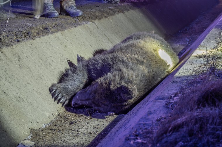 „Nem túl kellemes nagyvaddal ütközni 130-km/órával” – medvéket gázoltak halálra Maros megyei autópálya-szakaszokon