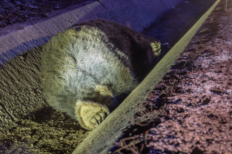 Elütöttek egy medvét Tusnádfürdőnél, elpusztult a vadállat