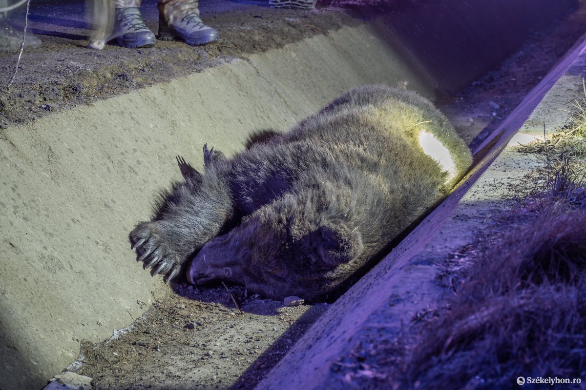 Elütöttek egy medvét Tusnádfürdőnél, elpusztult a vadállat