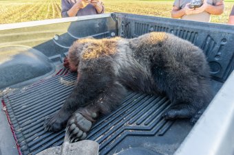 Sérült medvét lőttek ki Csíkpálfalvánál