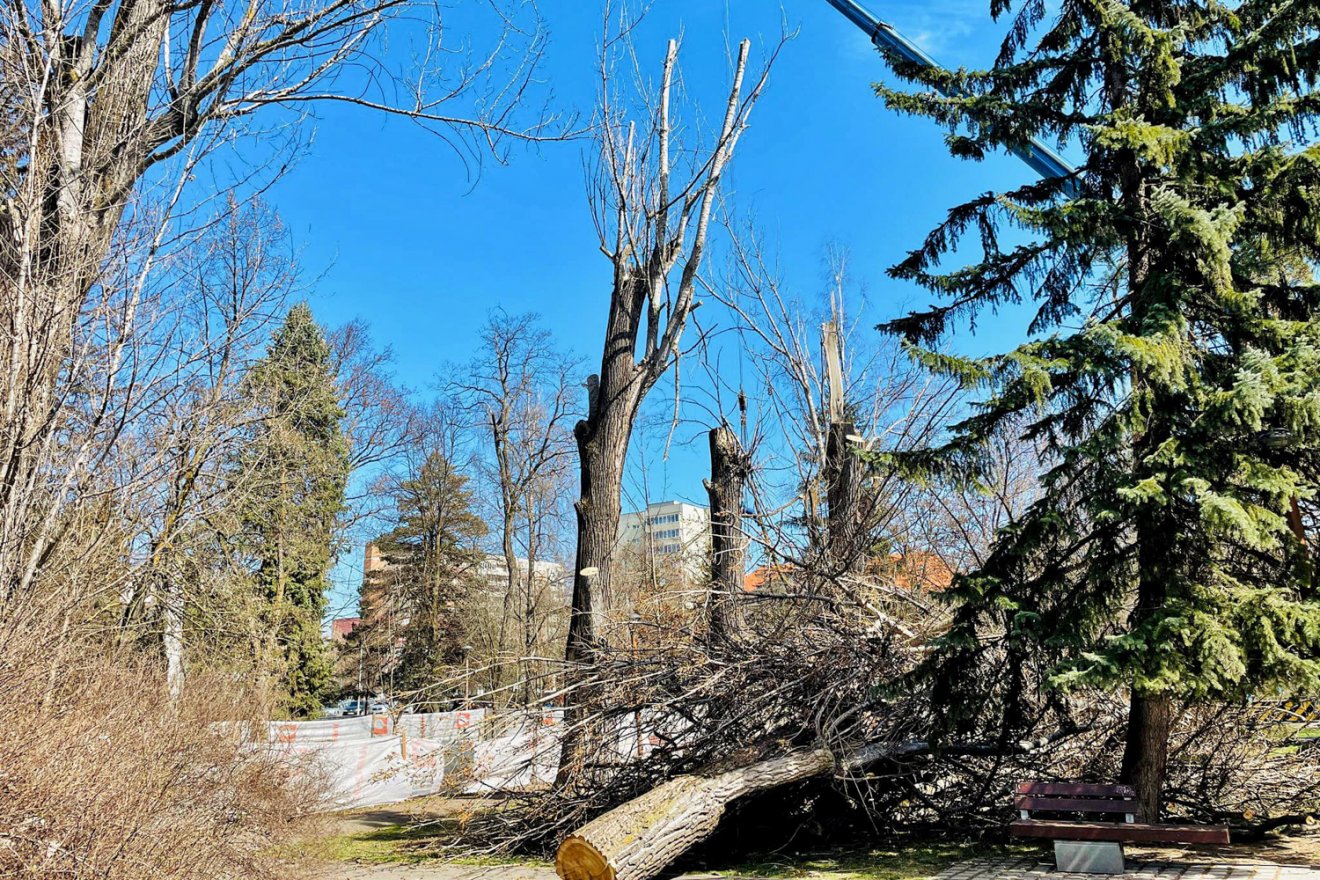 Veszélyes fákat vágnak ki a csíkszeredai parkban