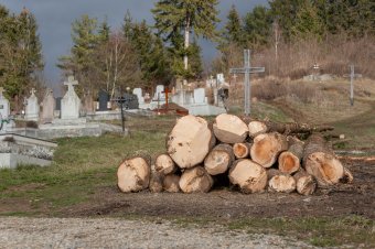 Fákat vágtak ki a temető rendezésének részeként, több lakó is felháborodott emiatt