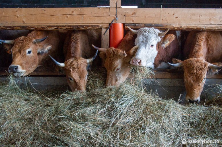 A gazdákat sújtó gondok ellenére ismét nő a juh- és tehénállomány a Kászonokban