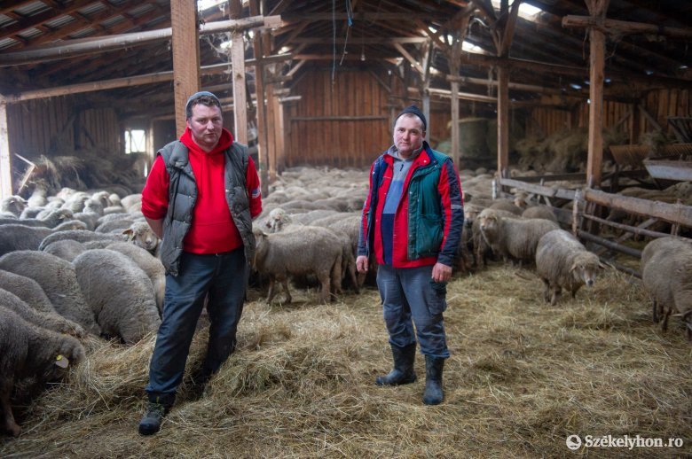 A gazdákat sújtó gondok ellenére ismét nő a juh- és tehénállomány a Kászonokban