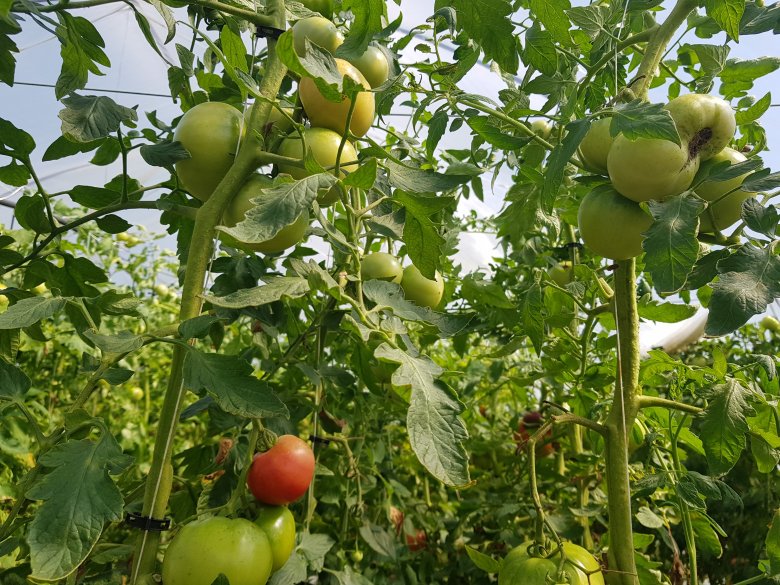 Nem hatékony a kisgazdáknak szánt zöldségtámogatás – A gazdaszervezetek fejlesztést kérnek a kormánytól a kisgazdaságok számára