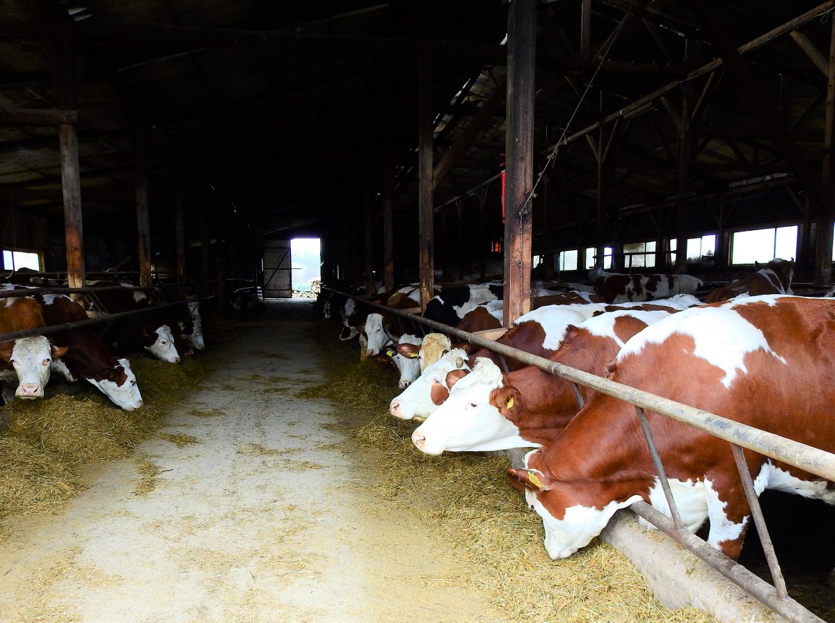 Honnan származik a tehéntej? – A háztáji kisgazdaságokat szarvasmarhafarmok váltják fel