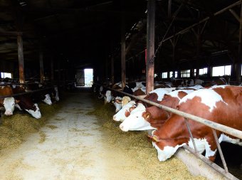Honnan származik a tehéntej? – látogatóban a nyárádmenti Somosdon