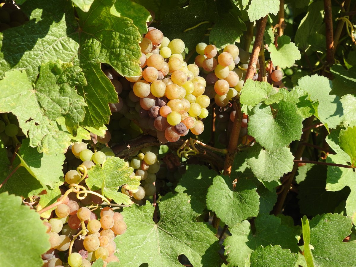 Enyedi bornak nem kell cégér – A hazai fogyasztók újra felfedezték a jó minőségű kézműves borokat