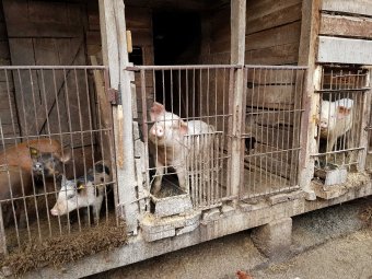 Törvény és pénz is van a hanyatló romániai sertéságazat megmentésére