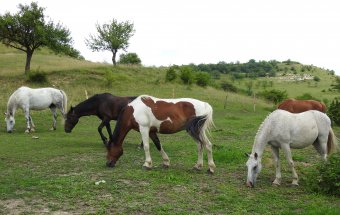 Veszélyt jelent a lovakra az Európa több országában kimutatott nyugat-nílusi láz vírusa