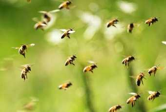A méhek nagyarányú pusztulására figyelmeztet az Európai Élelmiszer-biztonsági Hatóság