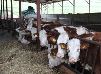 Románia a leggyengébb minőségű importtej felvevőpiaca – Stratégiaváltást követelnek a tejtermelő gazdák