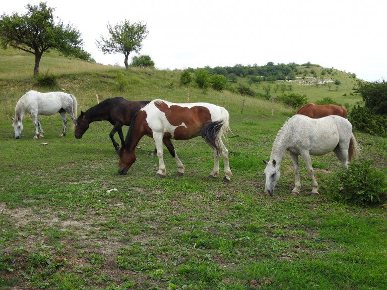 A lótartás nem üzlet, hanem szenvedély: látogatóban a hatvan lovat tartó nagykalotai lovardában