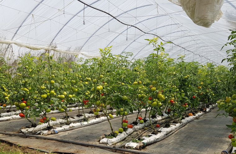 Káros az egészségre a sok rovarirtó miatt a dél-romániai melegházakban termesztett kapor, saláta és paradicsom
