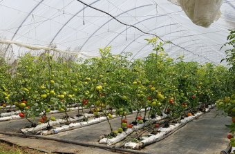 Bár igény van rá, egyre kevesebb a hazai zöldség a romániai üzletekben és piacokon