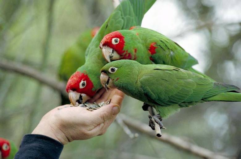 Tuberkulózis papagájoknál: emberi felelősség is