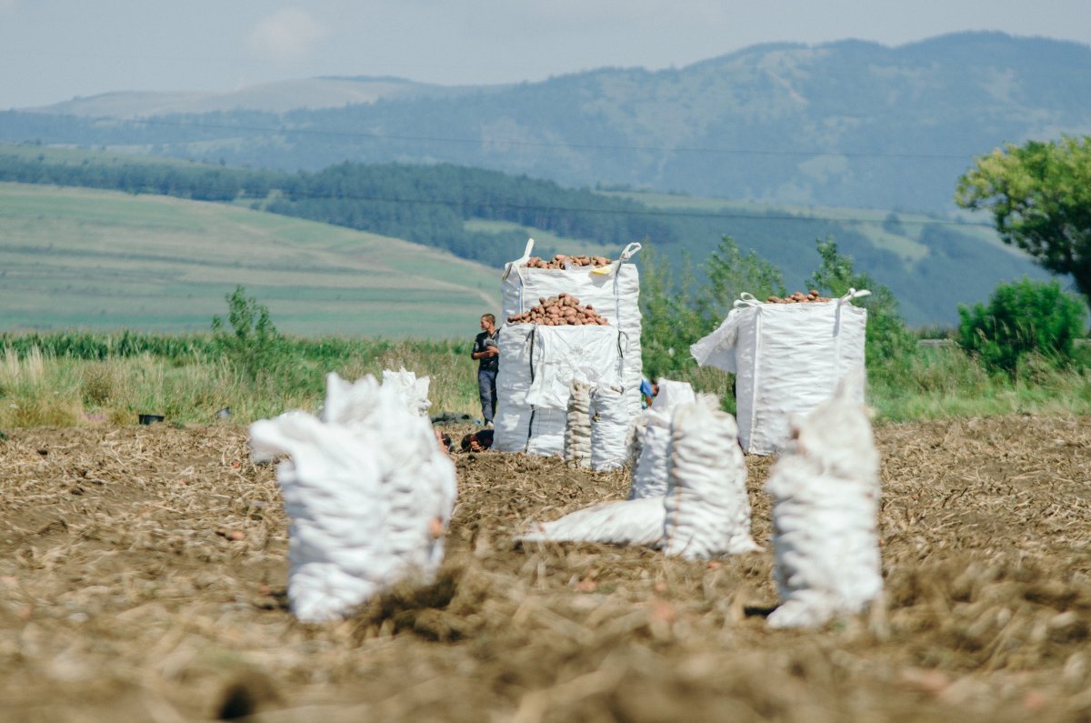 Csúcsra szökken az erdélyi burgonyatermesztés: egyre több megyében hódít teret a krumpli