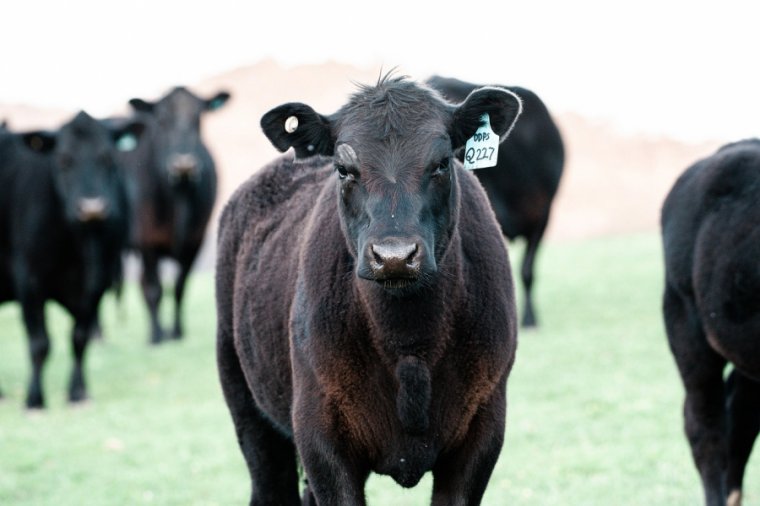 Húsmarha-, bivaly-, sertés- és baromfitartó állattelepeket támogat uniós pénzből a kormány