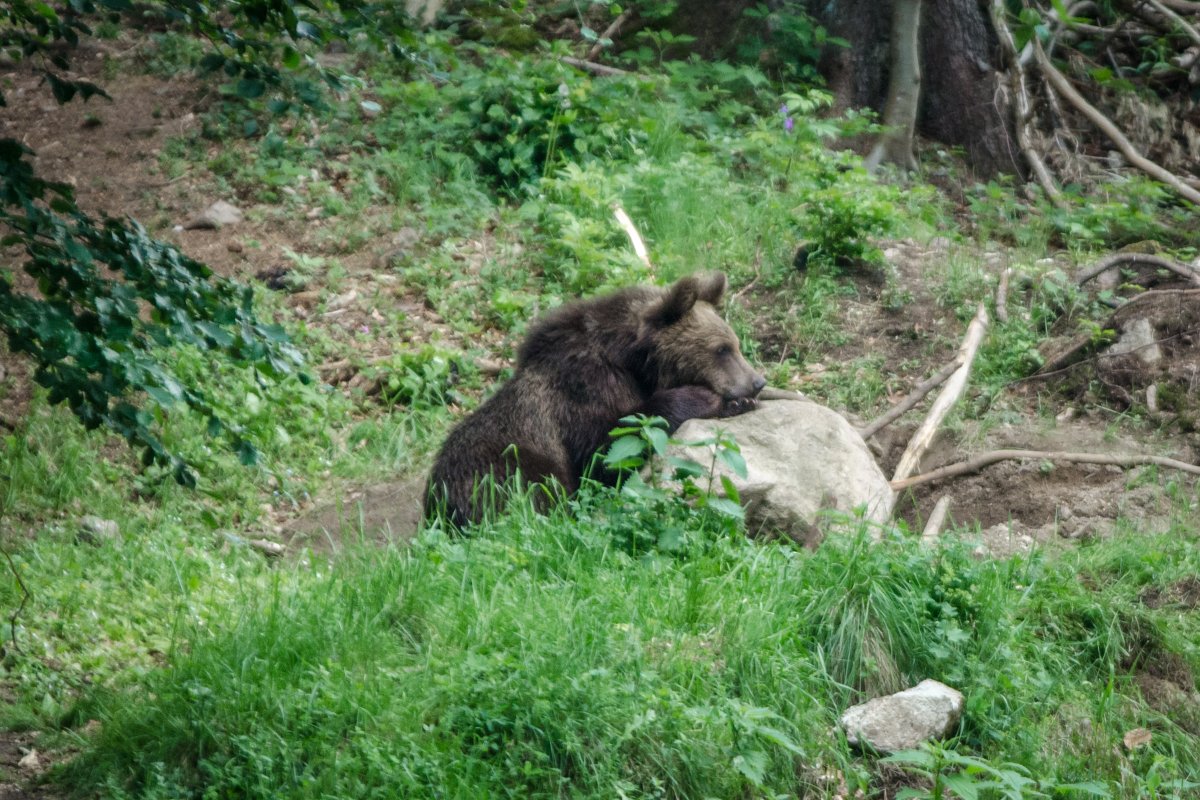 Befogtak egy medvét a Medve-tónál, és lesprézték, hogy kerülje az embert