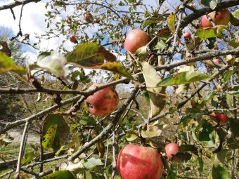 Jó lett az idei almatermés, a gazdák mégis nehezen birkóznak meg az importáruval
