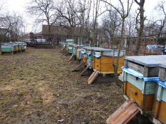 Aprópénzzel támogatja a méhészeket a kormány, holott a teljes mézpiac védelemre szorul