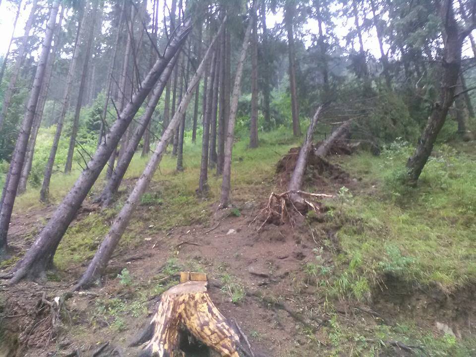 Kidöntött fák maradtak a vihar után