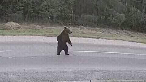 „Rossz útra tévedt” a vad: újabb medvét gázolt el egy kamion a dél-erdélyi autópályán