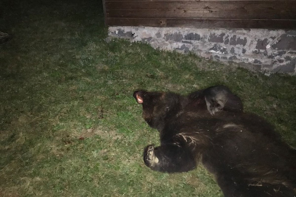 Kilőtték az egyik „házaló” medvét Libánban