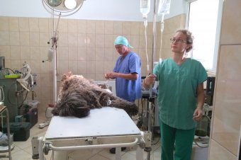 Hadilábon állunk az ebek ivartalanításával, oltásával, a hatósági állatorvosok helyett a civil szervezetek ügyködnek