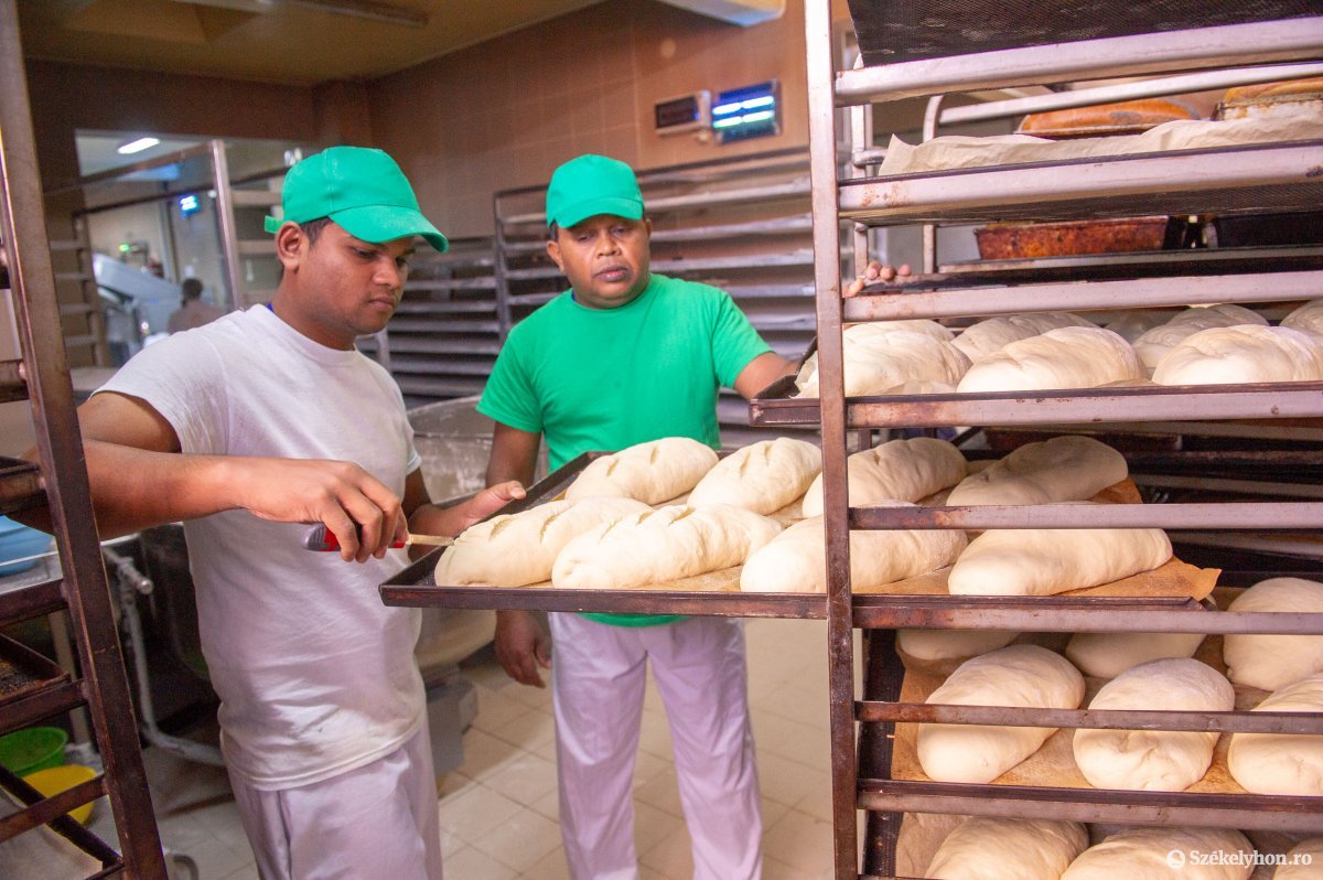 Maradnak a kenyérsütő részlegen az ázsiai vendégmunkások, akikhez továbbiak csatlakozhatnak Ditróban