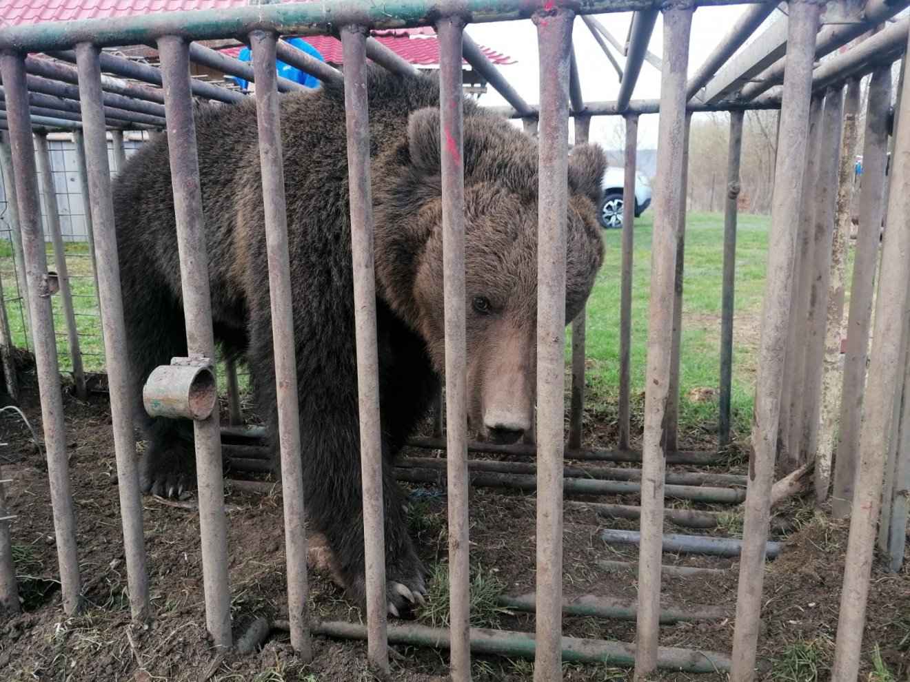 Kutyát, juhokat, nyulakat megölő medvét fogtak be Vaslábon