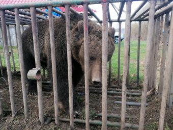 Kutyát, juhokat, nyulakat megölő medvét fogtak be Vaslábon