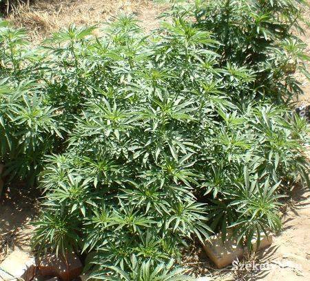 Négymillió euró értékben foglaltak le cannabist Temes megyében