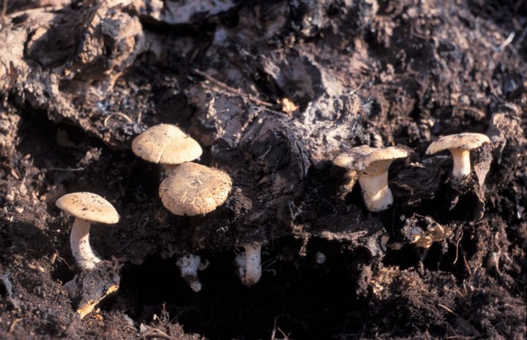 A harapégte gombával is megismerkednek a nemzetközi gombásztábor résztvevői