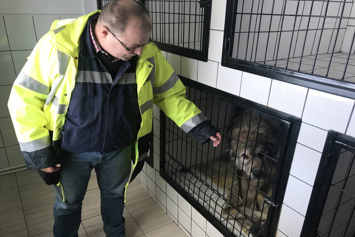 Állatorvosi rendelő nyílt a szépmezői kutyamenhelyen