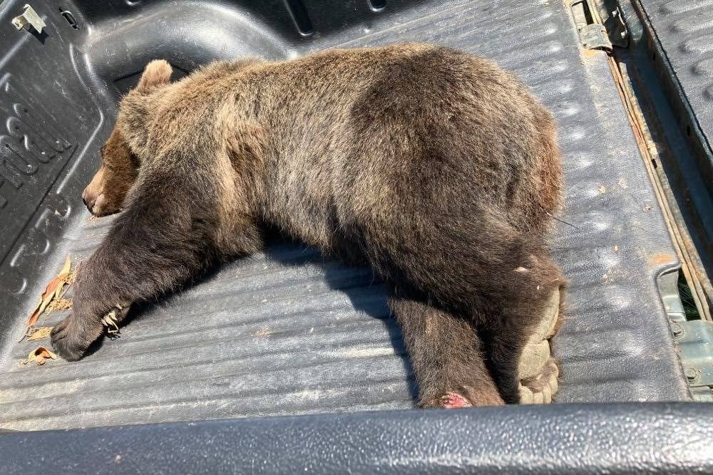 Elaltattak egy súlyosan megsérült, elgázolt medvét