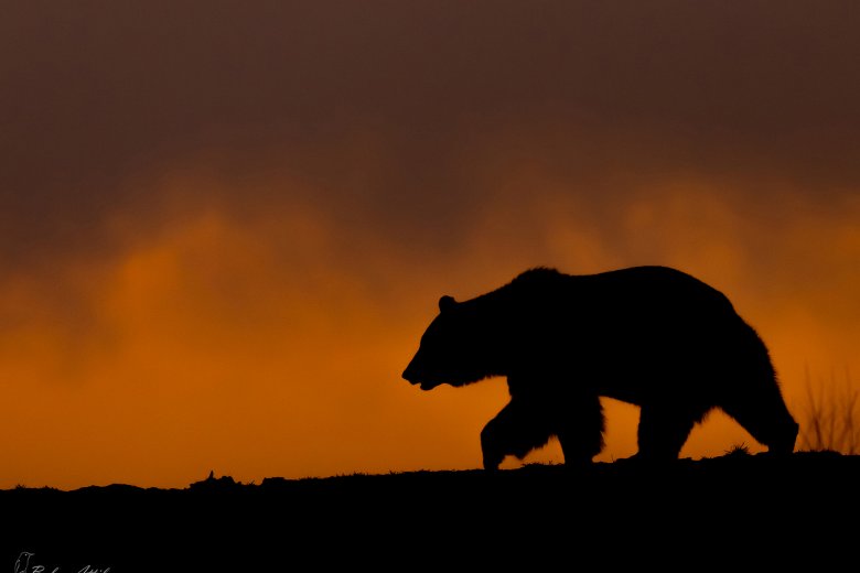 Ismét medvét láttak Kolozs megyében, ezúttal egy mezőségi faluban bóklászott a nagyvad